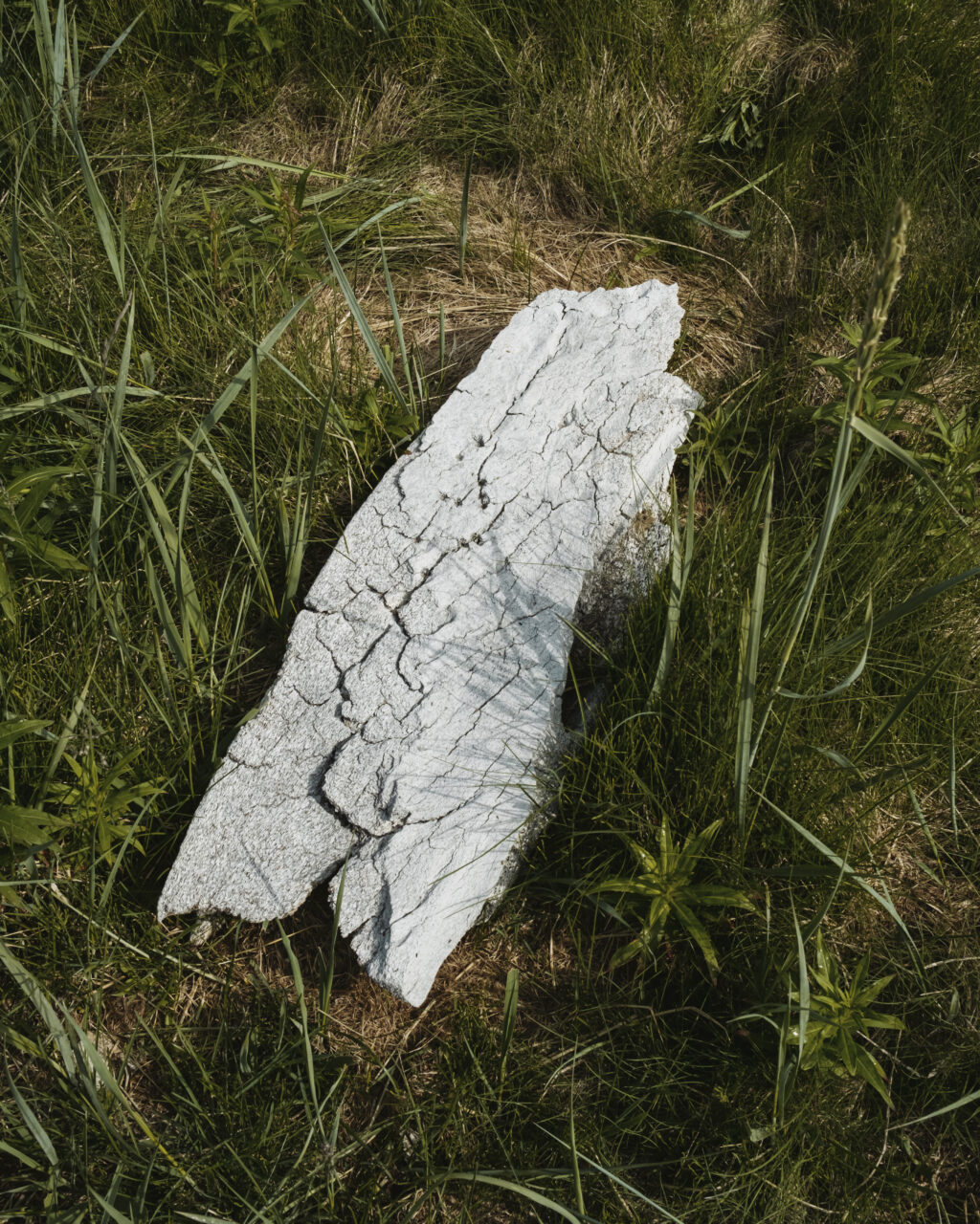 A large piece of whale bone in the grass on Rose Island in the Torngat Mountains