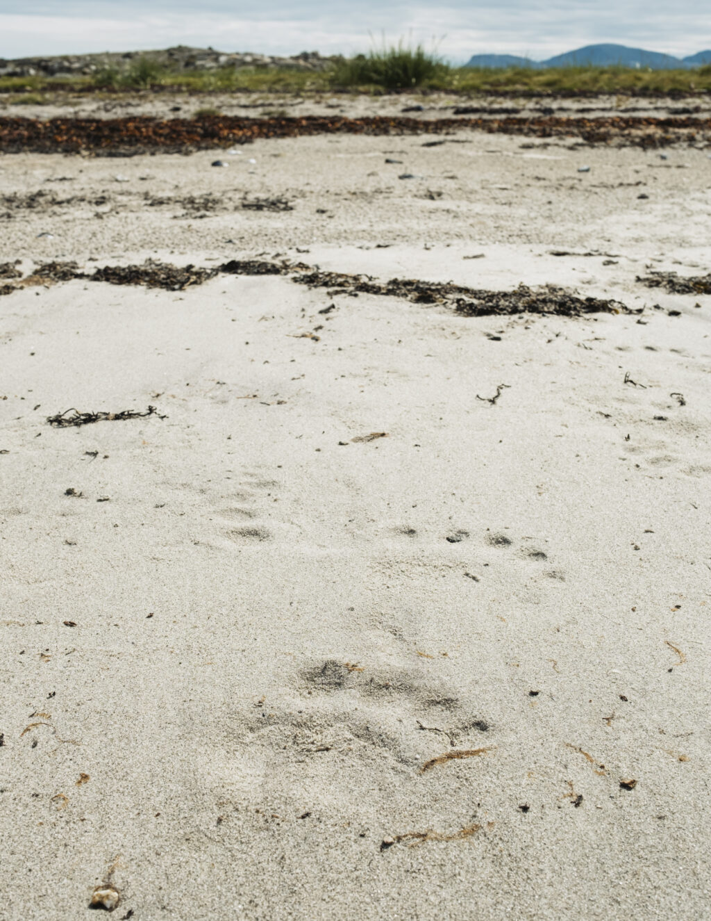 Polar bear footprints in the sand on Rose Island in the Torngat Mountains