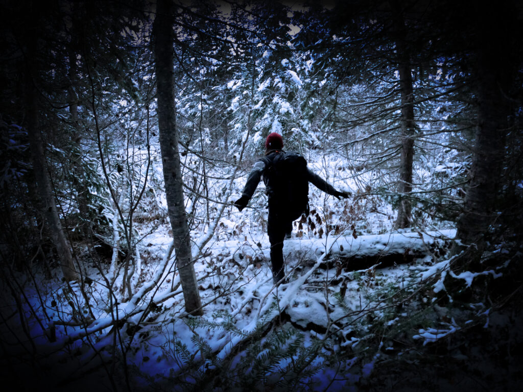 A whitebark pine ecologist bushwhacks through a snowy forest