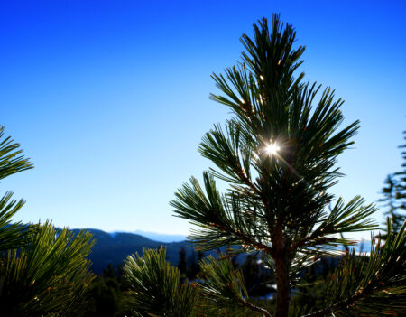 The sun shines through an endangered whitebark pine tree in the mountains of northwest B.C.