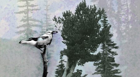 Illustration of a Clark's nutcracker with a seed in its beak next to a whitebark pine tree
