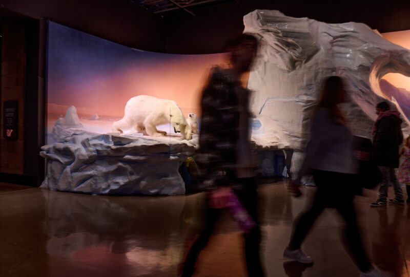 A Canadian Museum of Nature exhibit featuring a couple polar bears with blurry images of people walking by in the foreground.