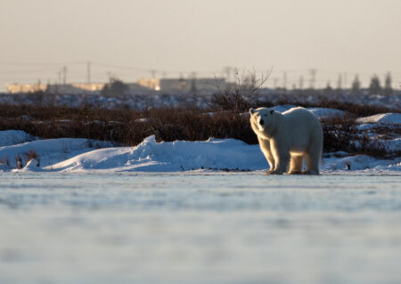 A polar bear looks at the camera while standing in a snow-covered landscape with low brush and power lines visible in the distance near Churchill, Manitoba