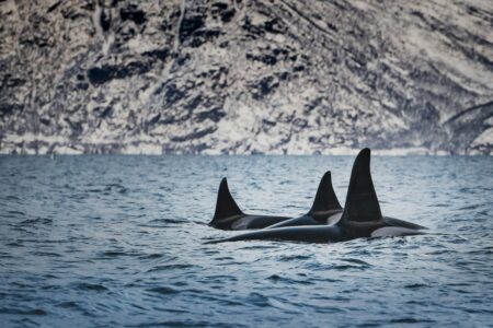 Three killer whale dorsal fins breach the surface of the ocean in front of a snowy cliff on the shoreline