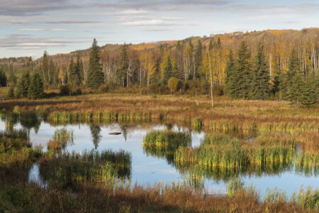 Watson Slough in the Peace River Valley, where the Site C dam is being built