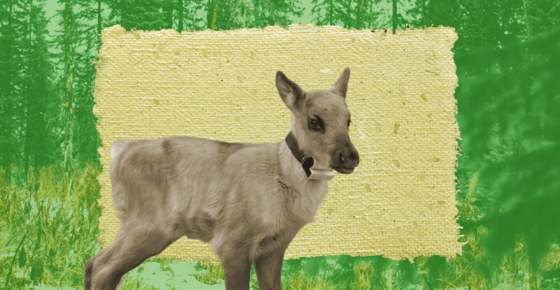 An illustration of a caribou calf from the endangered Central Selkirk deep-snow caribou herd