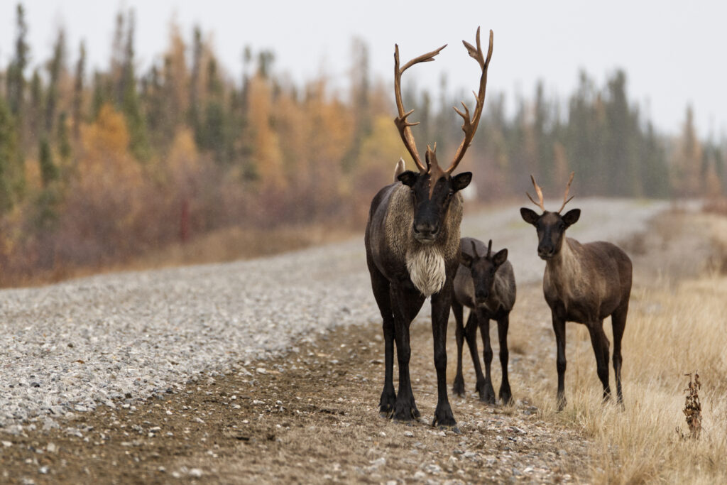 An adult caribou and two calfs on the side of a gravel road in the forest, looking towards the camera