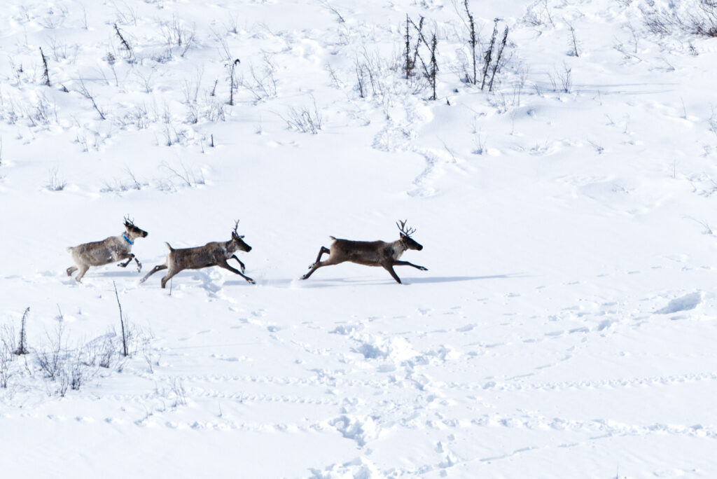Three caribou run across a snowy expanse
