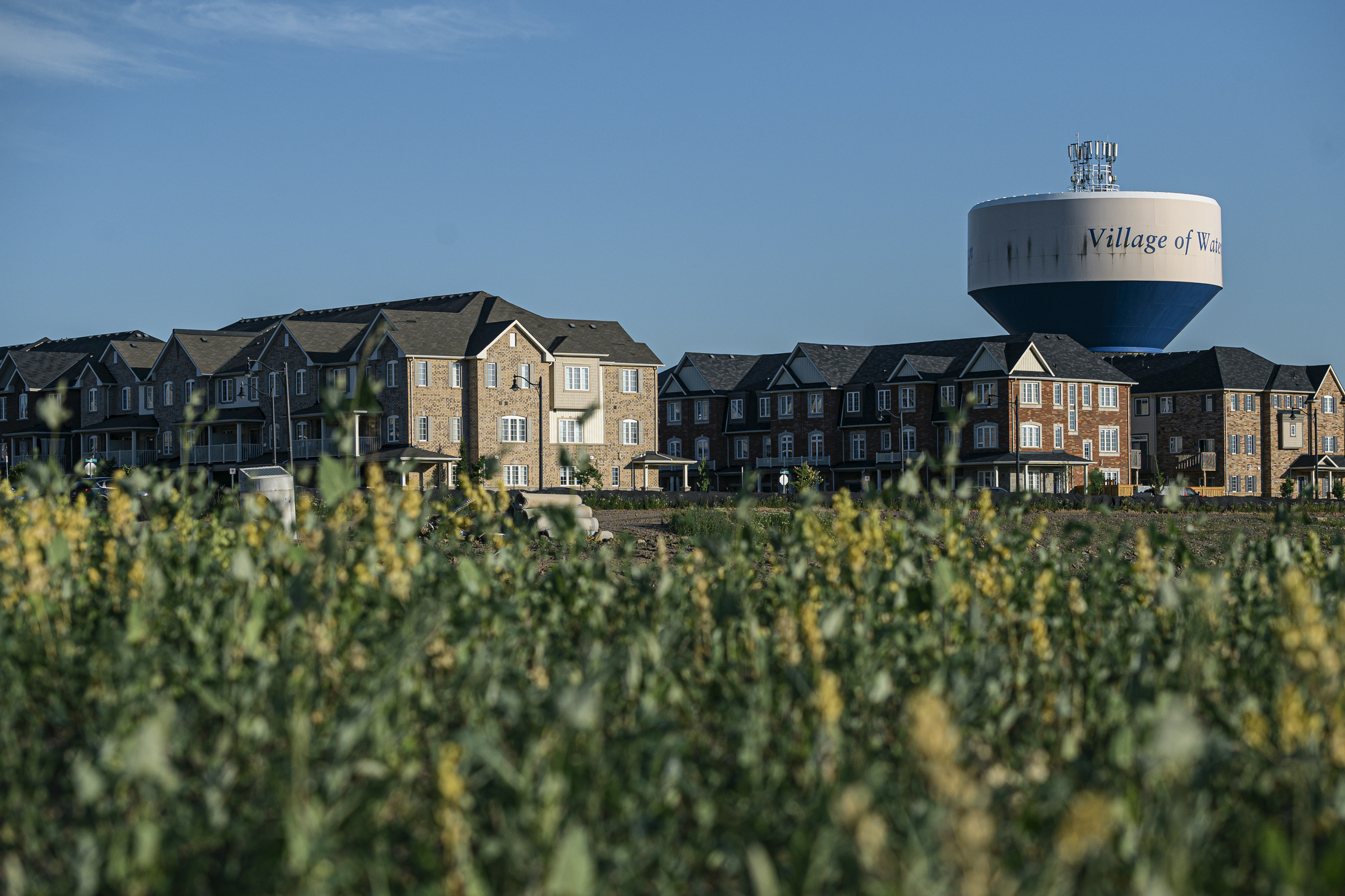 Ontario Greenbelt: suburbs seen through grass