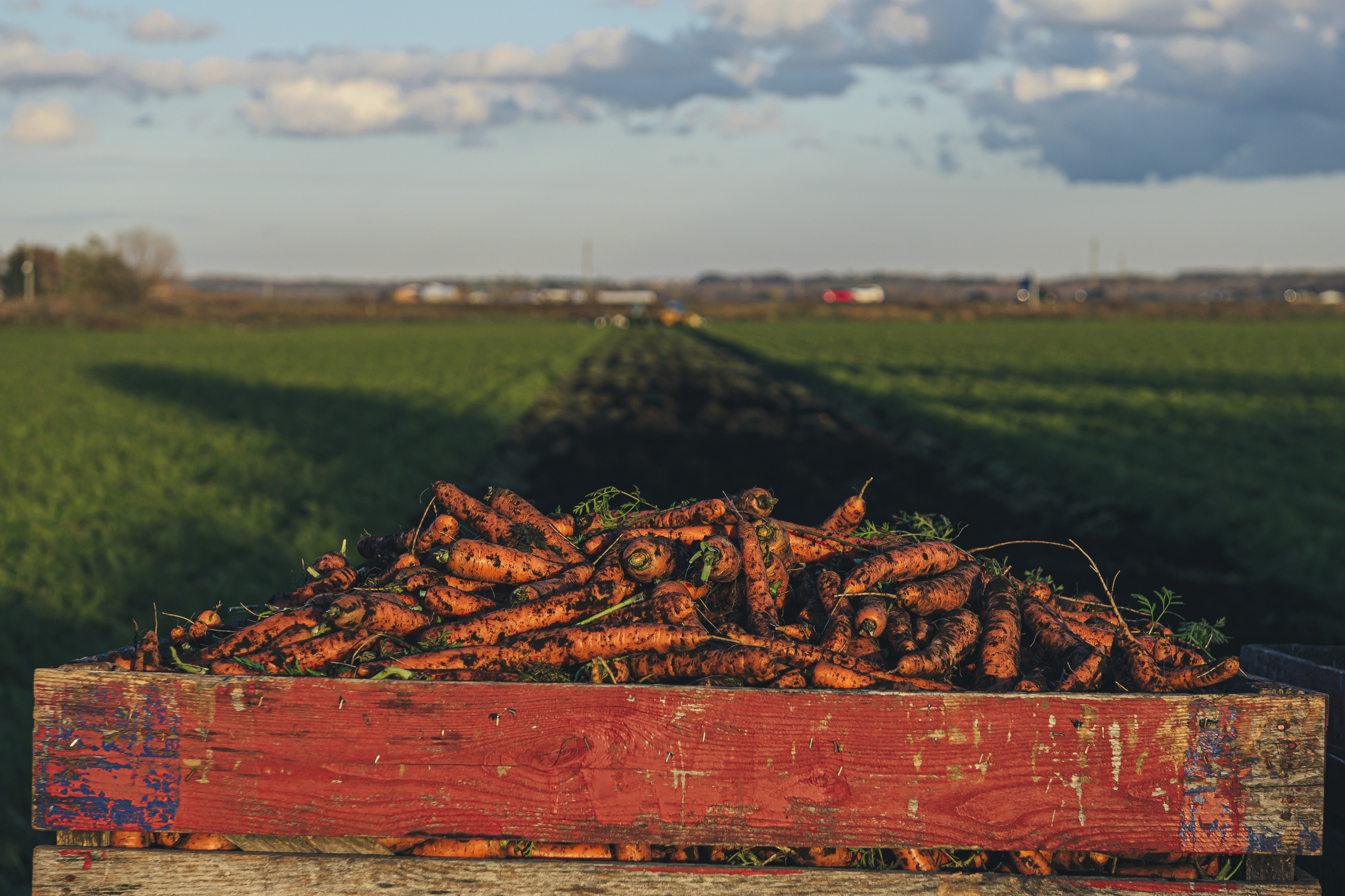 Ontario Greenbelt: Holland Marsh carrots in a wagon, covered in dirt with farm fields behind them