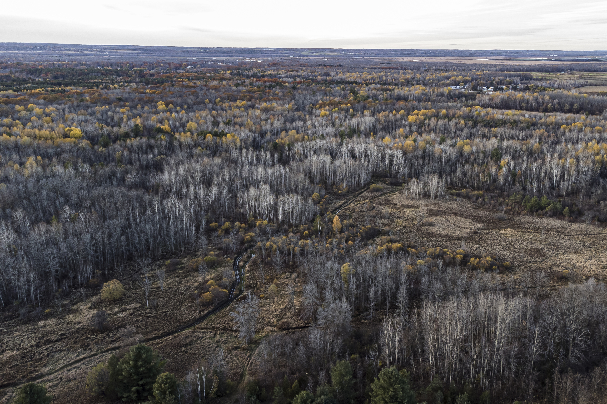 Ontario Greenbelt: an early winter forest seen from above with most leaves gone