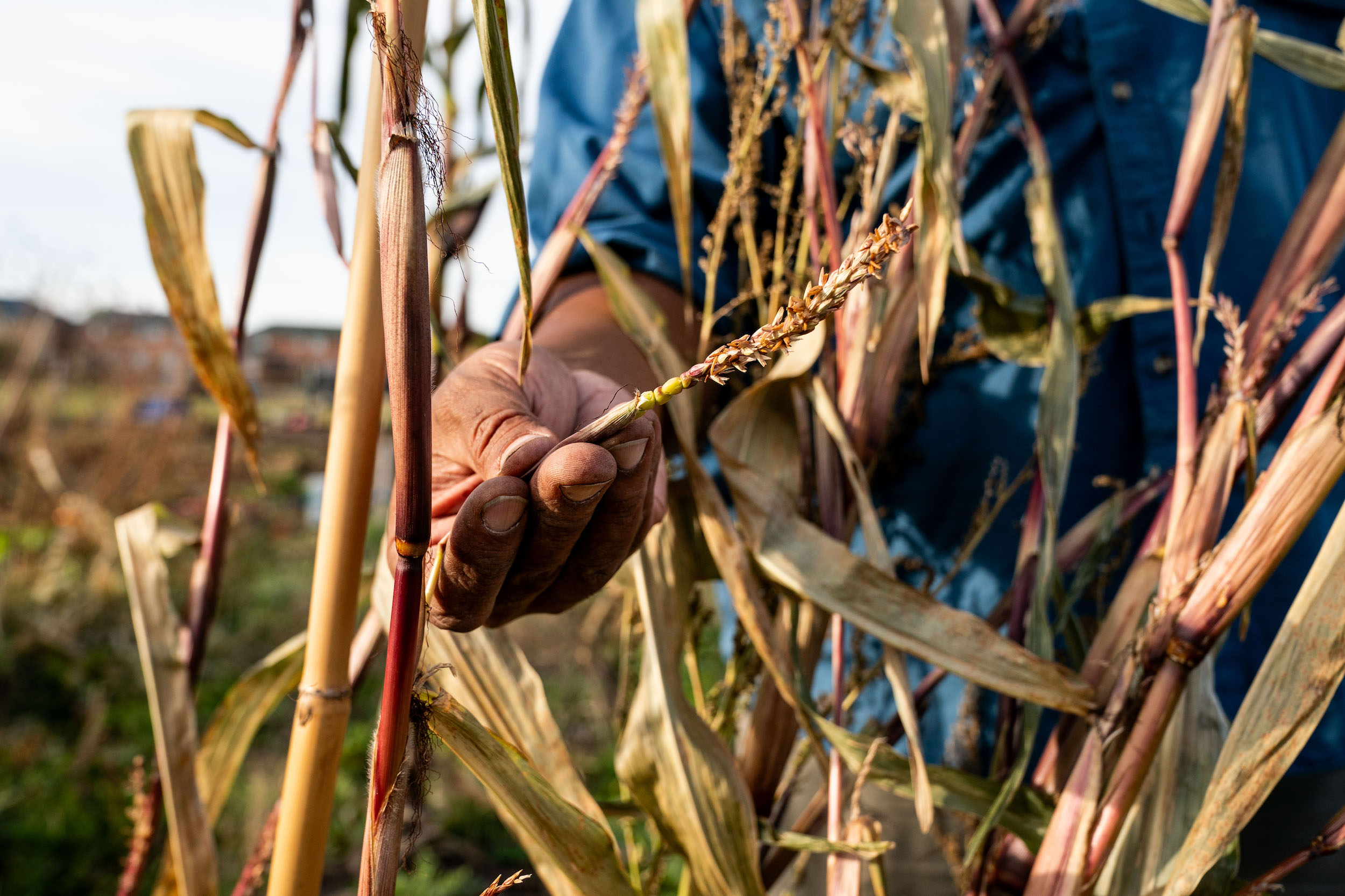 An ancient corn variation is one of the rare crops grown at Crosby Gitigaan at Malvern Urban Farm in Scarborough, Toronto