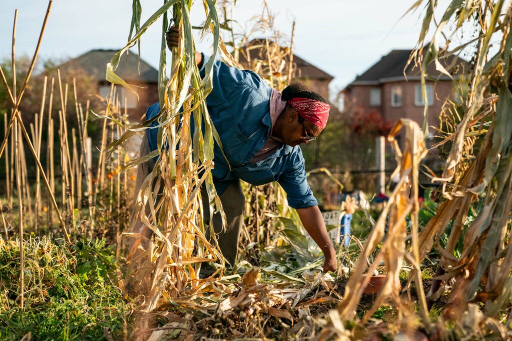 Black Ojibwe farmer Isaac Crosby gathers corn stalks as he prepares his plot for winter at Crosby Gitigaan in Malvern Urban Farm, Scarborough, Toronto