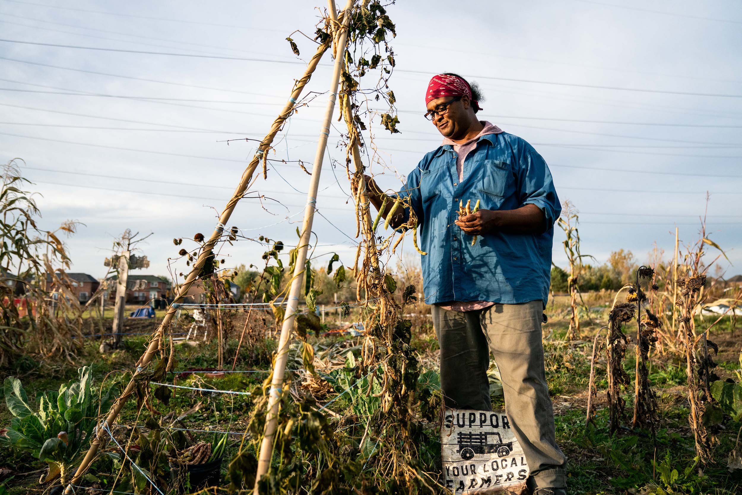Afro-Indigenous farmer Isaac Crosby gathers the last set of beans at Crosby Gitigaan in Malvern Urban Farm in Scarborough, Toronto