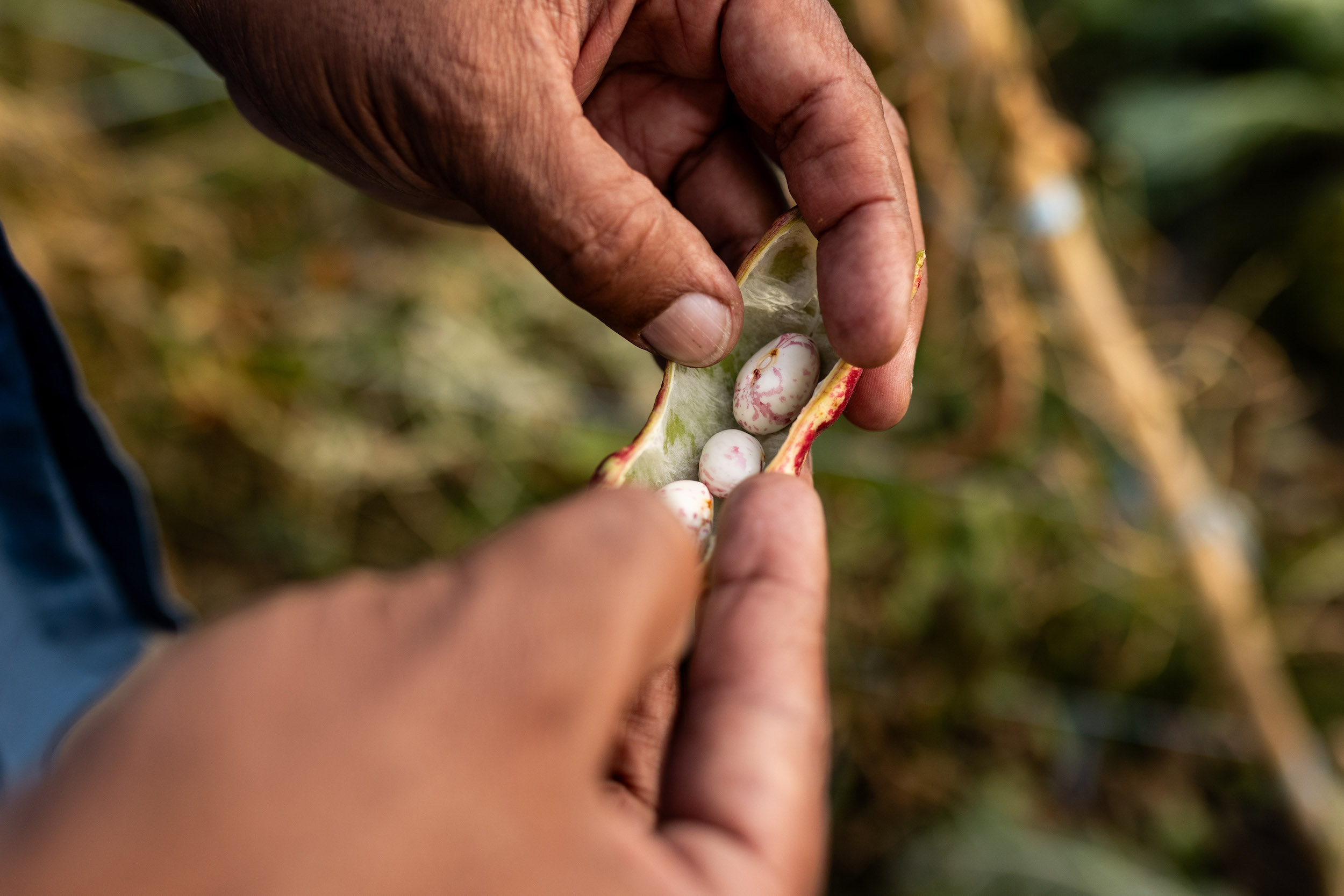 Afro-Indigenous farmer Isaac Crosby opens a bean pod at Crosby Gitigaane, Malvern Urban Farm in Scarborough, Toronto.