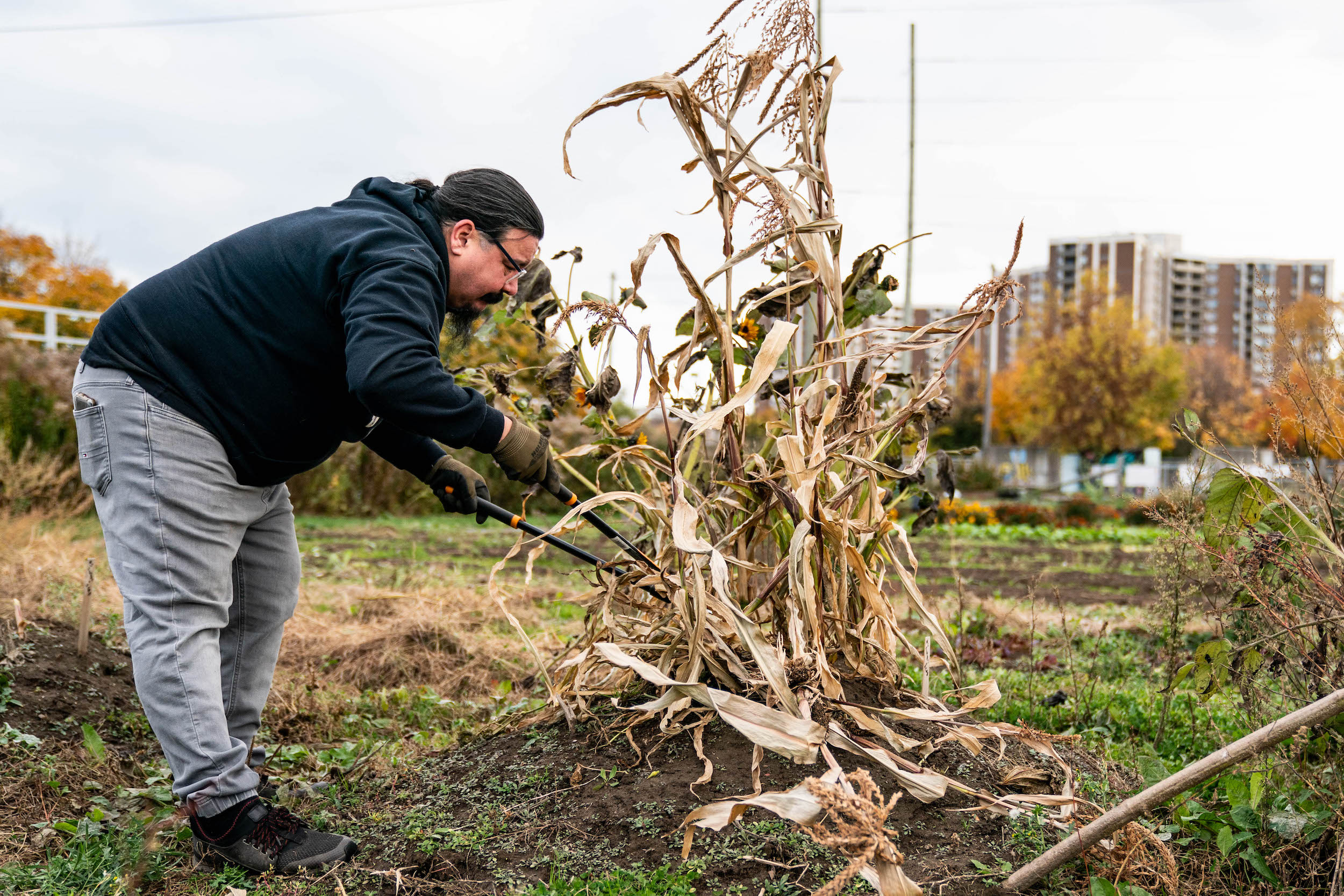 Anishinaabe chef and farmer Charles Catchpole tends to season wrap up tasks at Gitigaanes in Flemo Farm, North York, Toronto.