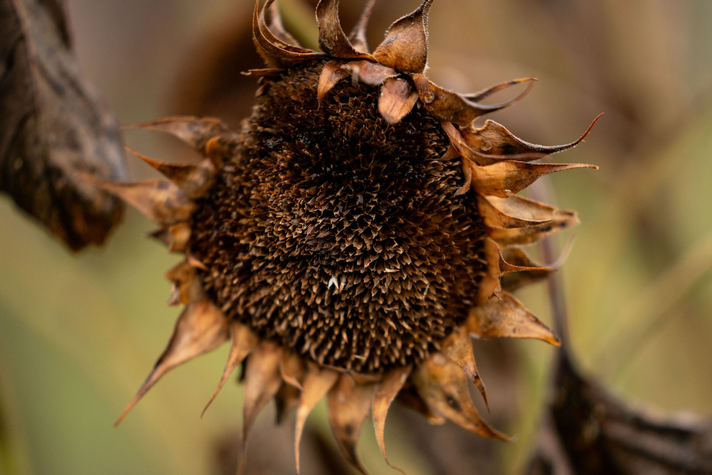 A sunflower used to draw birds away from corn at Gitigaanes at Flemo Farm in North York, Toronto