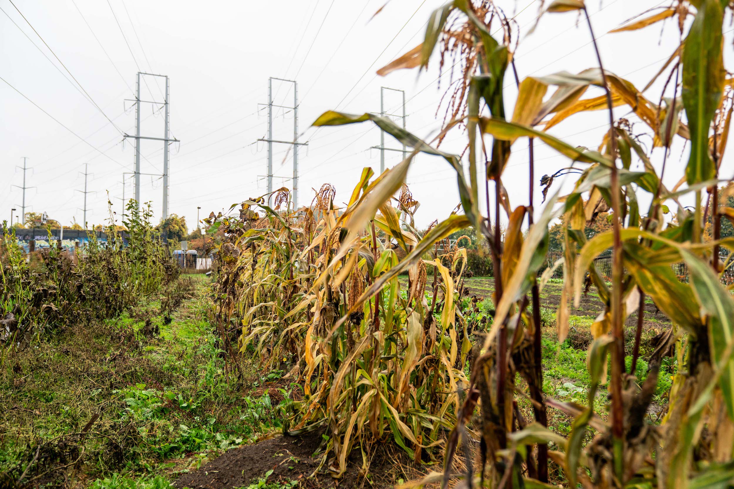 Gatineau Hydro Corridor towers above the Gitigaanes farming plot at Flemo Farm in North York, Toronto
