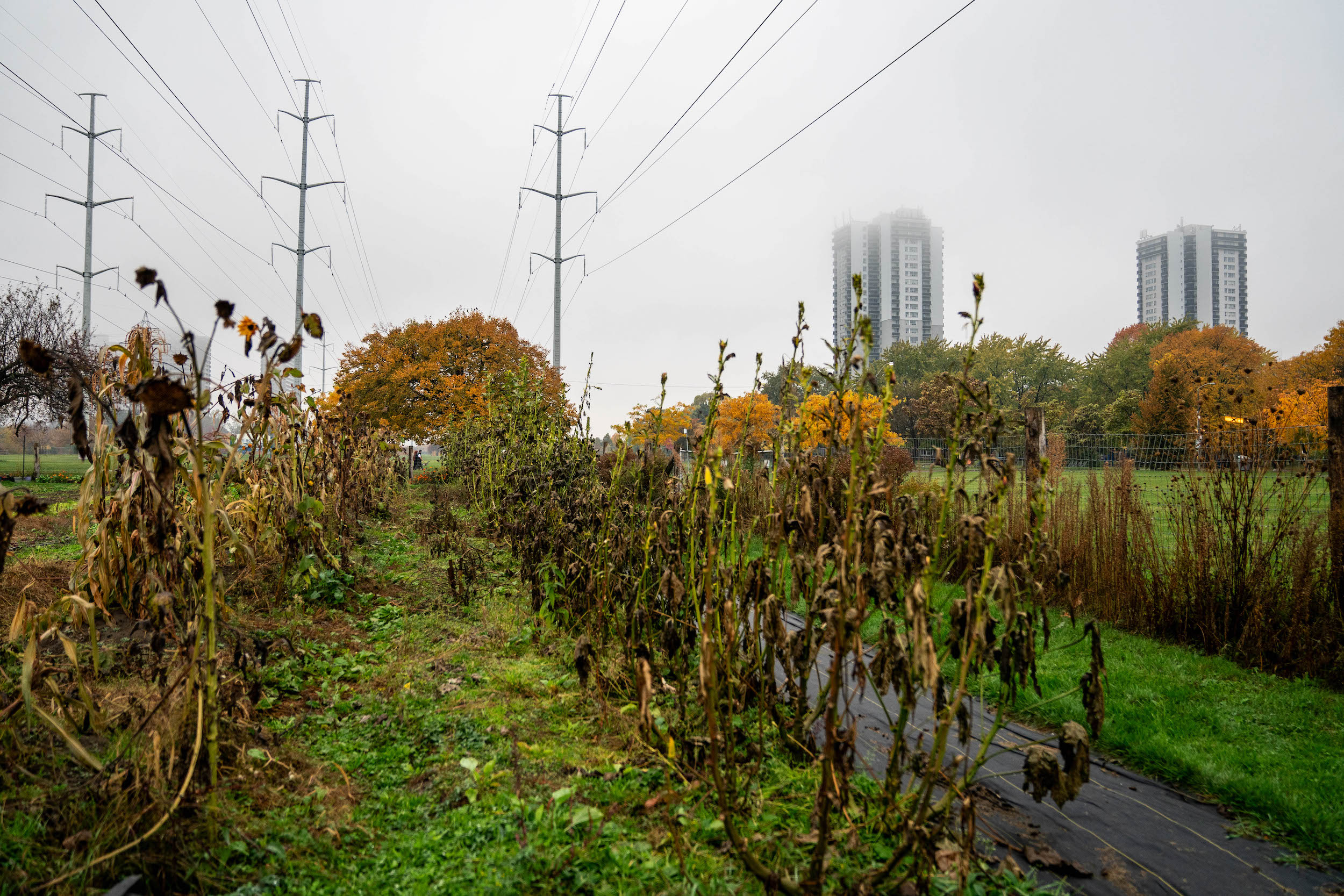 The Gatineau Hydro Corridor stretches over Gitigaanes, an Indigenous urban farm plot at Flemo Farm in North York, Toronto