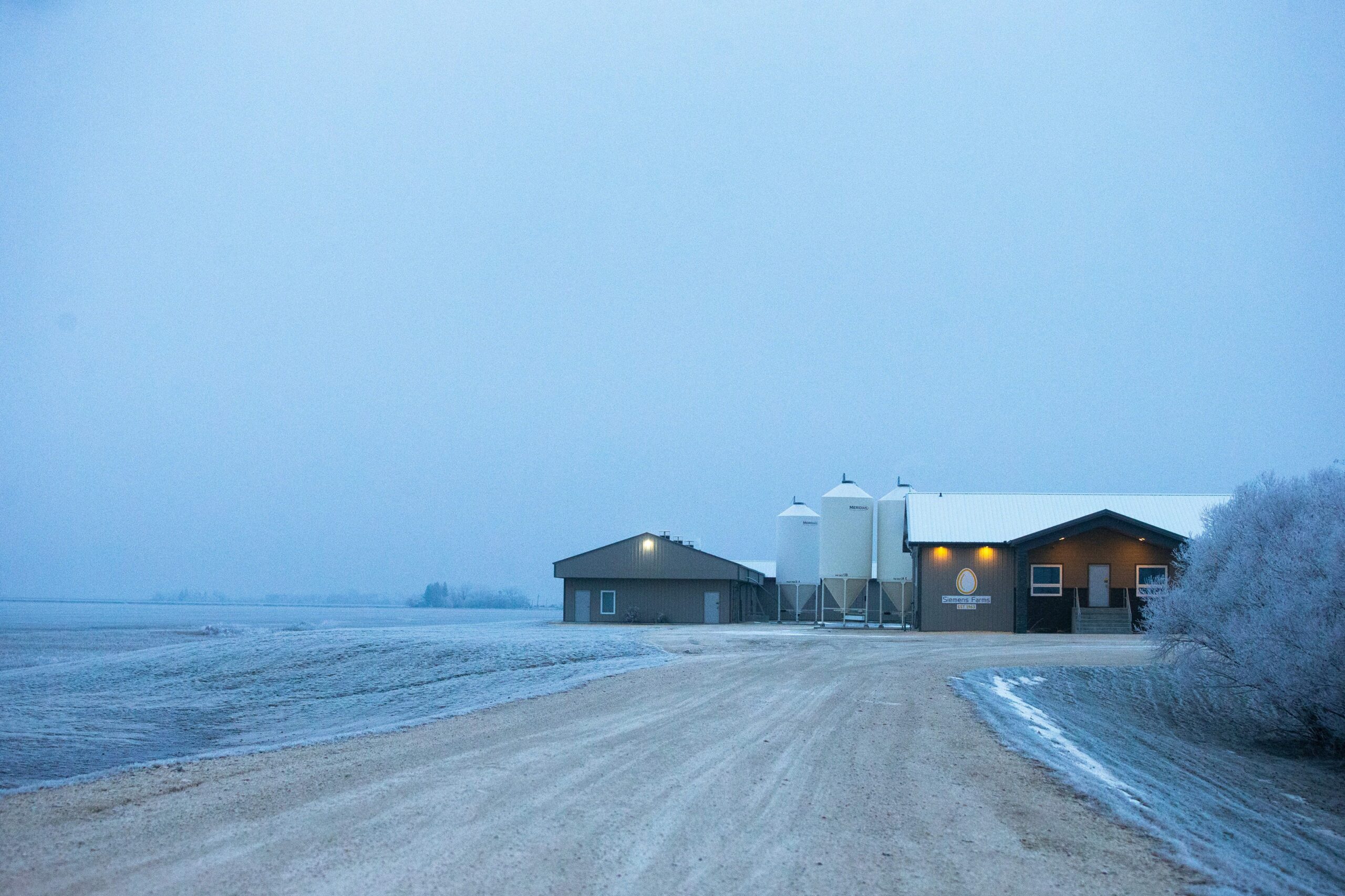 The low, grey barns of the Siemens egg farm protrude from a flat, frost-covered field in Manitoba