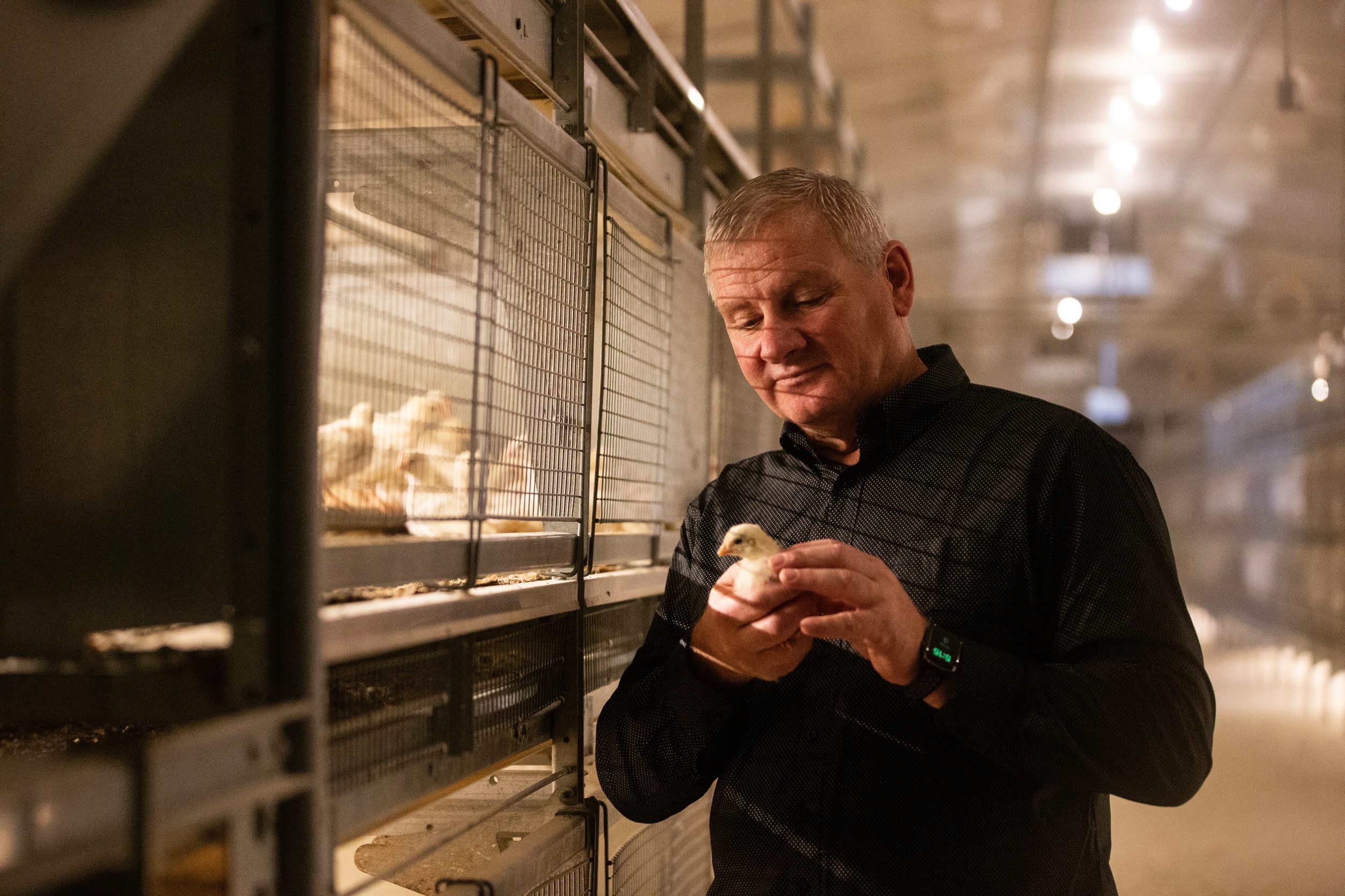 A man in a button-up shirt with short grey hair looks at a chick he holds in his hands while standing next to rows of caged chicks in a Manitoba chicken barn