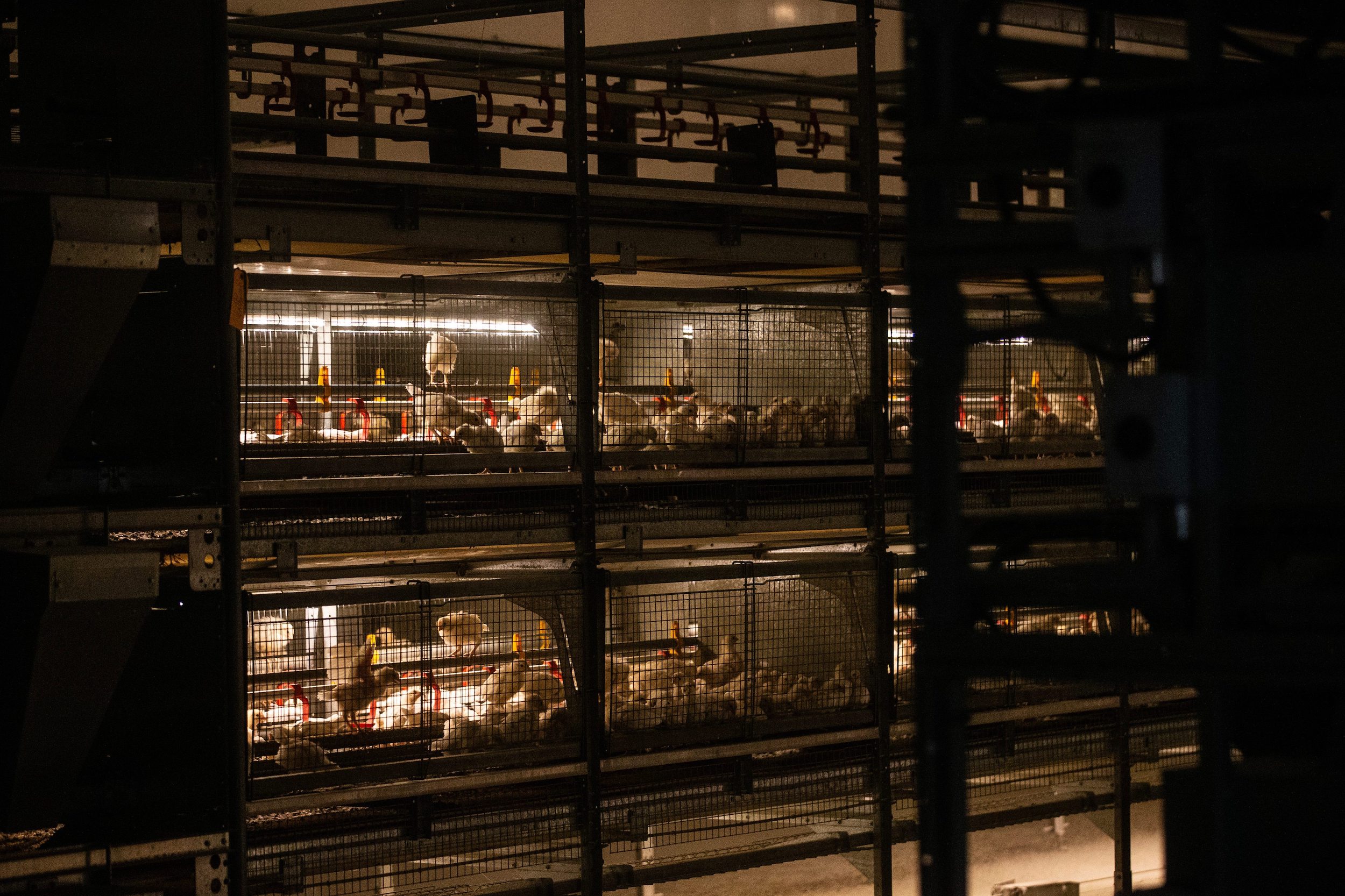 Stacked cages containing dozens of young chickens glow under fluorescent lights in a dim chicken farm barn