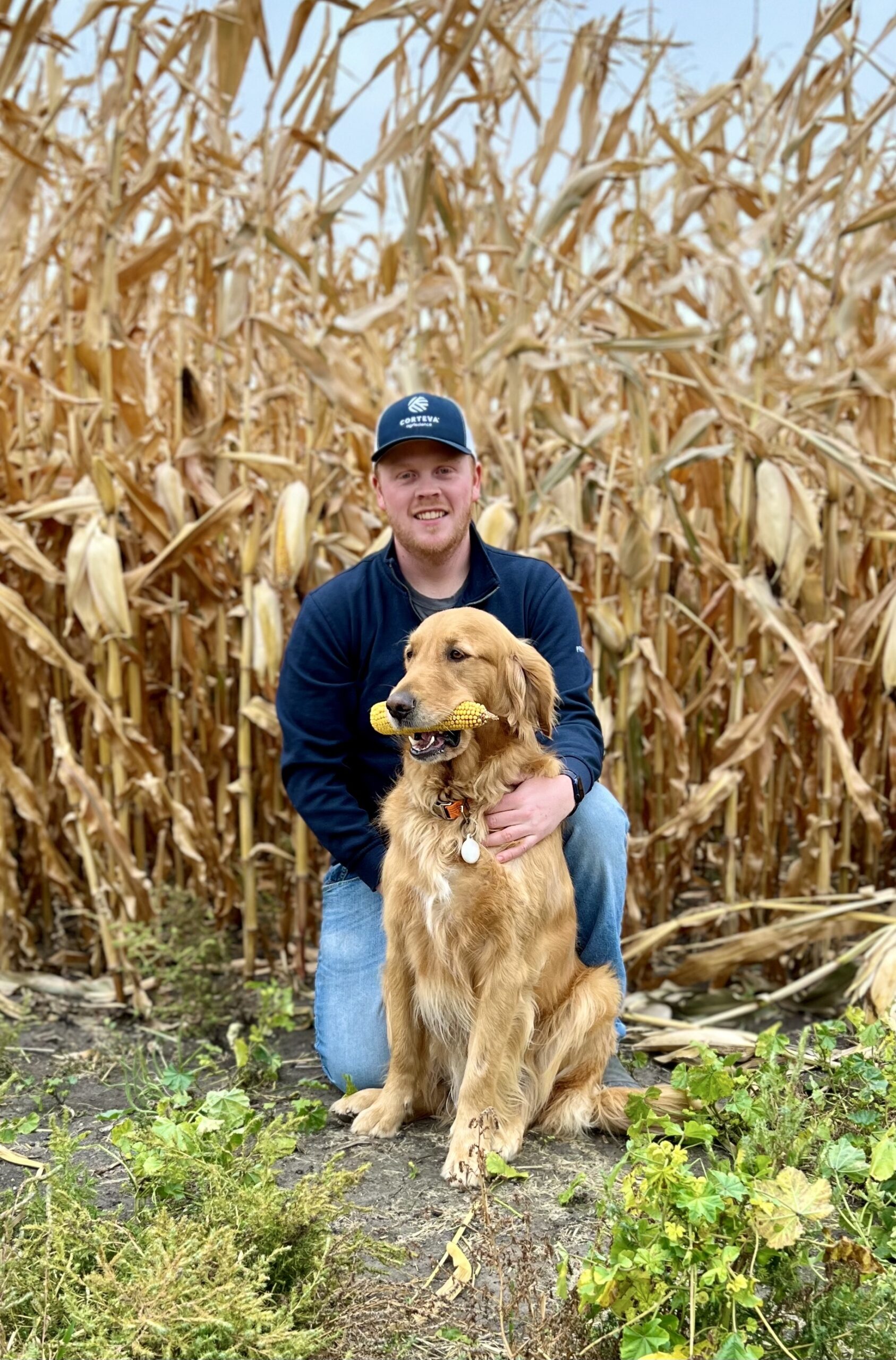 A man in a baseball cap poses for a photo with a golden retriever, holding a cob of corn in its mouth, in front of a field of mature browning corn plants