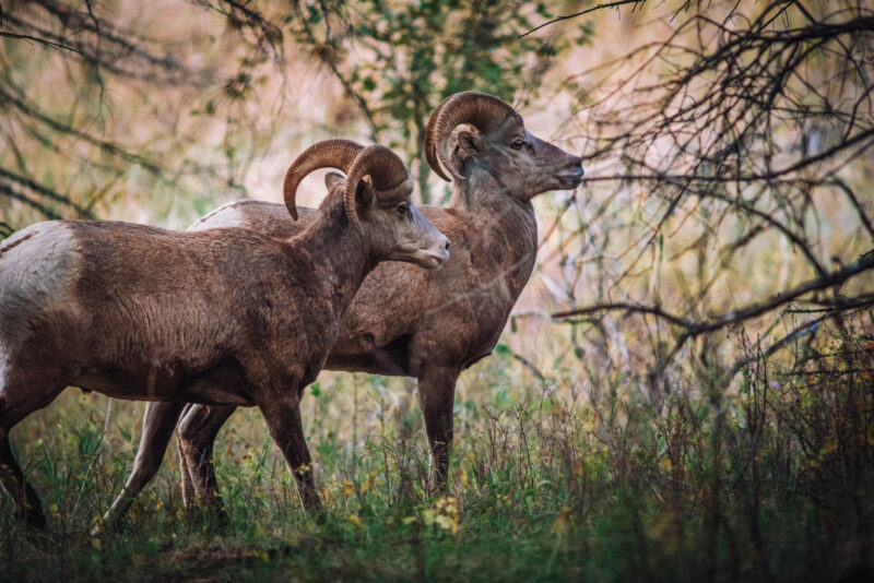 Two bighorn sheep face to the right in perfect profile, standing close together, with curled horns that reach down to their necks. Their hair and horns are rich brown, and their faces are a bit lighter.