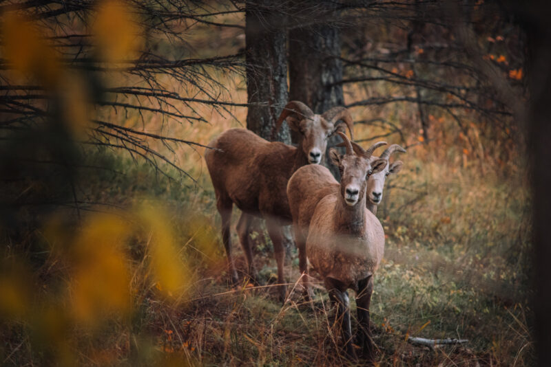 Three bighorn sheep look at teh camera, standing on grass in an open forest. Leaves in the foreground are deep orange. The sheep have coarse brown hair and curved horns, and look curious.