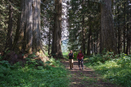 Bat biologist Cori Lausen and Narwhal reporter Sarah Cox walk through a rare old-growth cedar grove near Beaton, B.C.