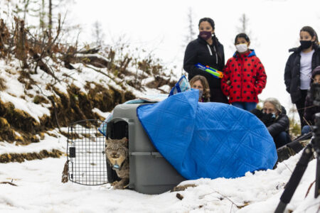 A linx looks out the door of a cage while a crowd of people stand in the snow behind it