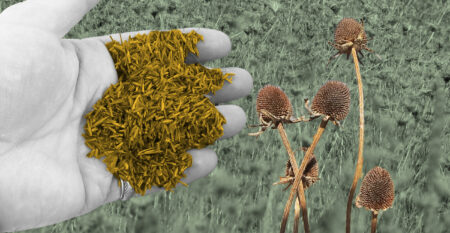 Grassland restoration: an handful of seeds in the palm of a hand, with grasses and plants in the background