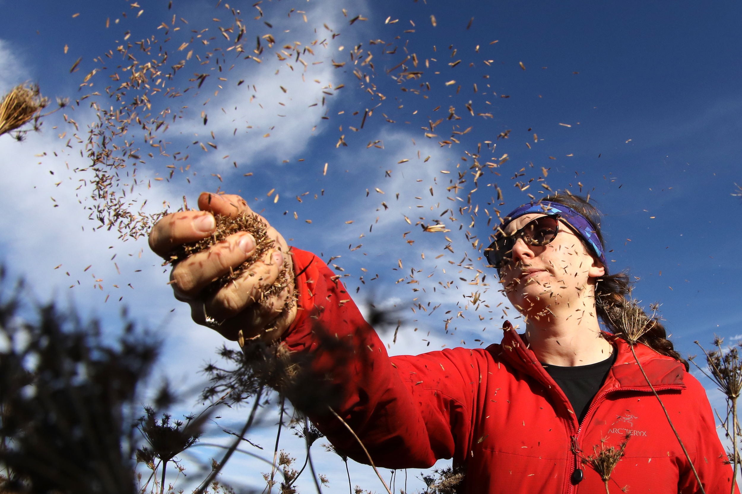 Grassland restoration: a woman lets loose a handful of seeds