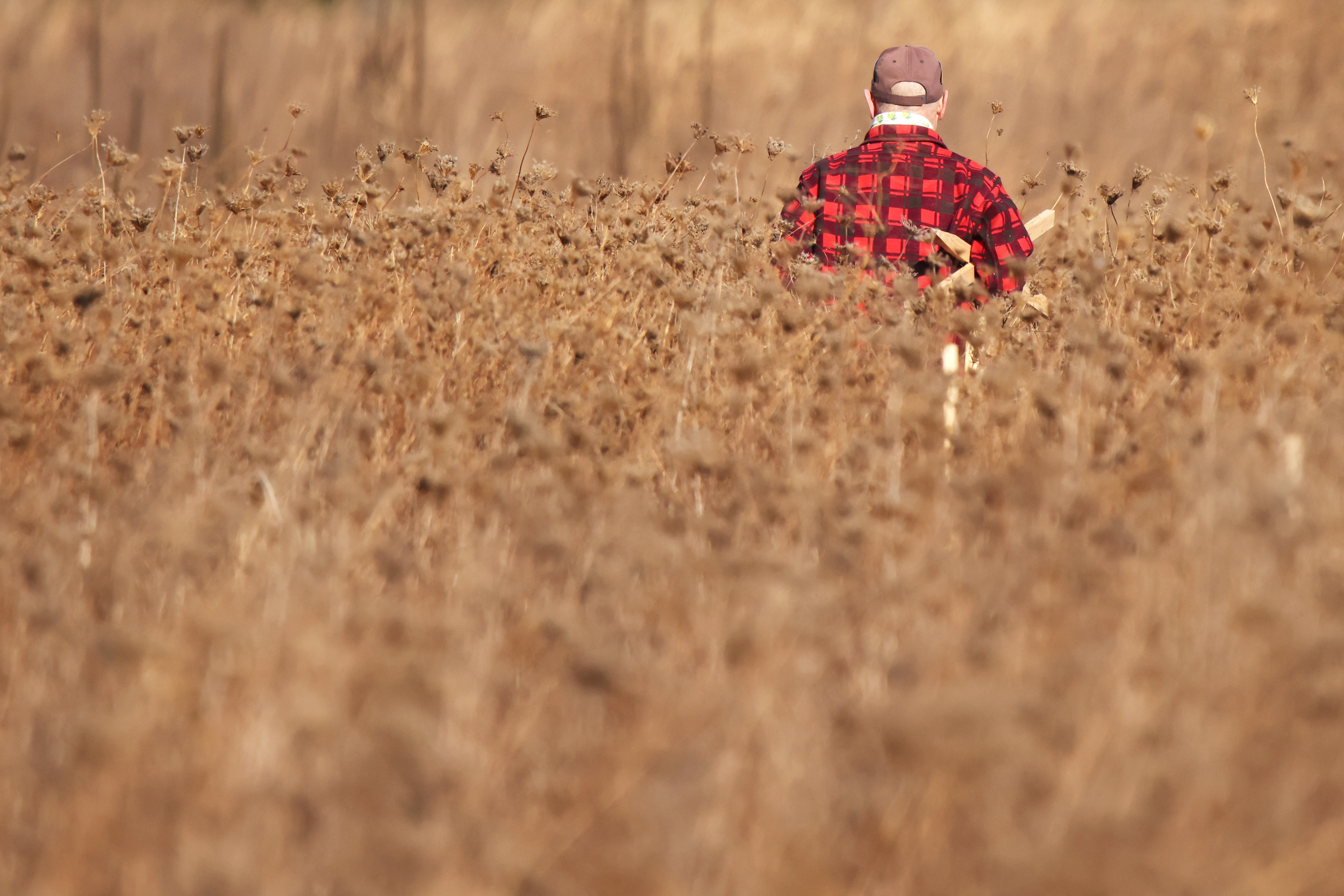 Grassland restoration: a man in a flannel shirt walks though waist-high grasses, carrying two stakes