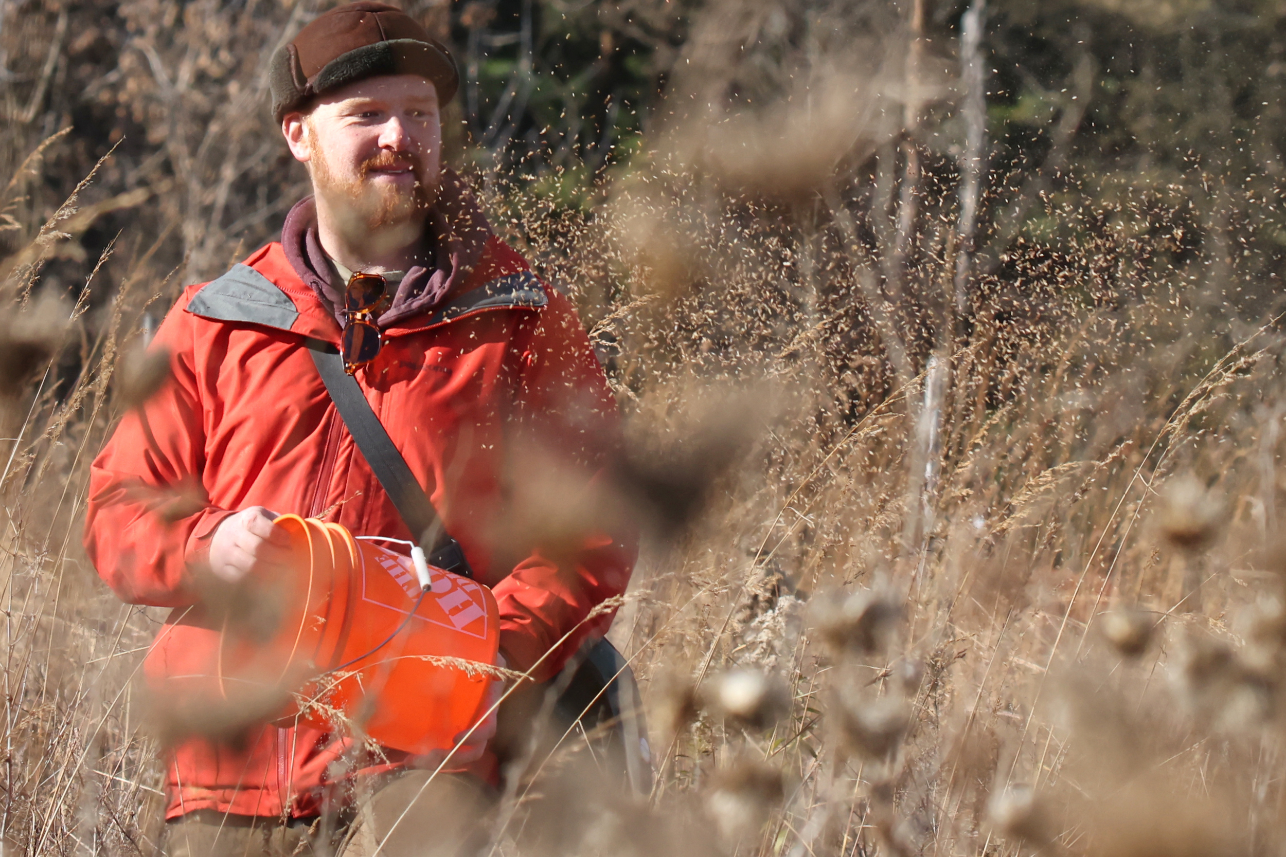Grassland restoration: Ryan Godfrey scatters seeds out of a big bucket, surrounded by tall grasses