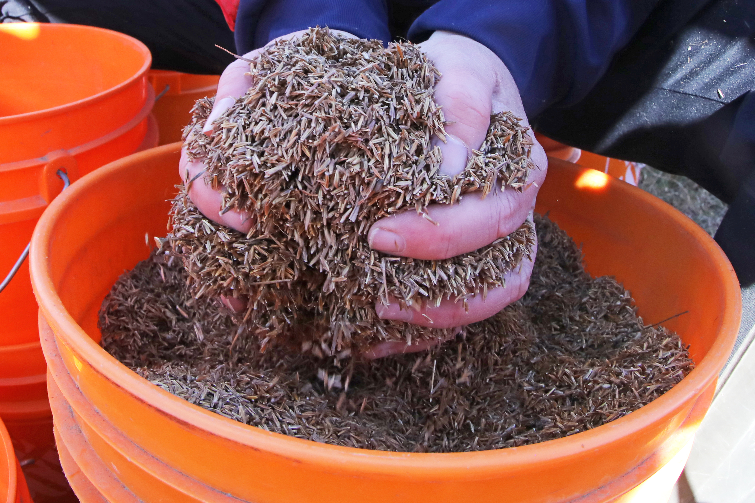 Grassland restoration: two hands in a bucket holding an enormous heap of seeds