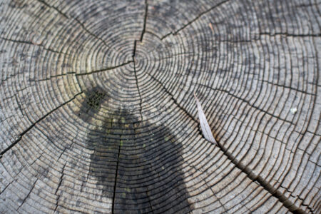 Tree rings in a slice of a large tree
