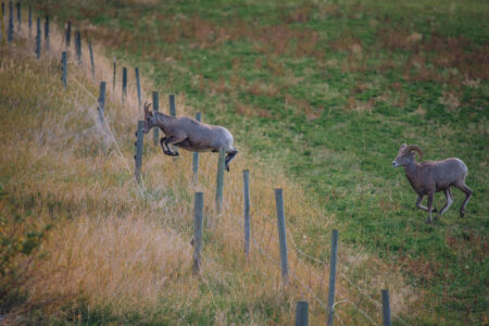 A bighorn sheep jumps effortlessly over a fence dividing a field. The ram jumps from right to lift, with shorter, lightly curled horns.