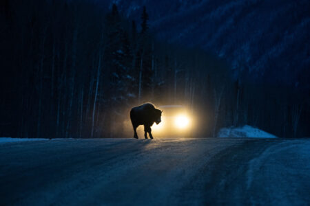 A wood bison walks across the Alaska Highway in front of a vehicles headlights at night