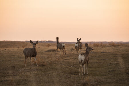 a group of deer in a field against the backdrp of a pinky orange sky