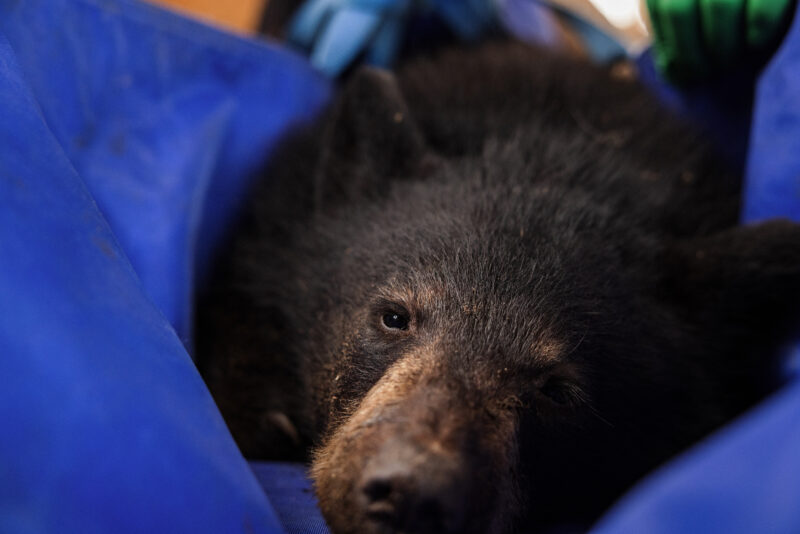 Sedated black bear cub on a blue tarp