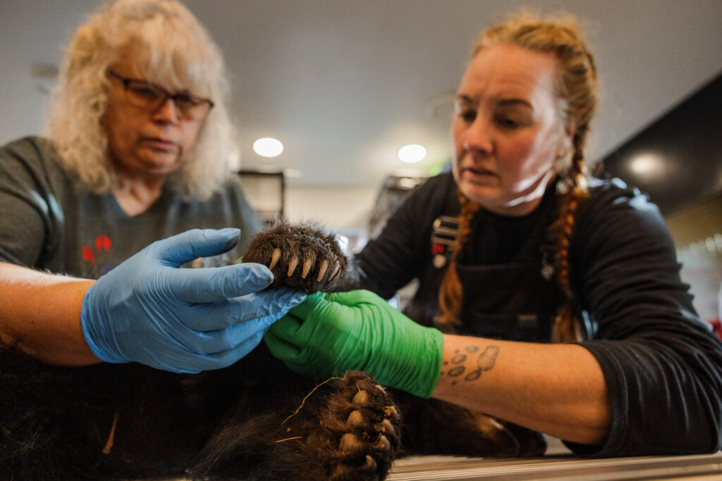 Angelika Langen and Kim Gruijs examine a sedated bear cub's injured front leg