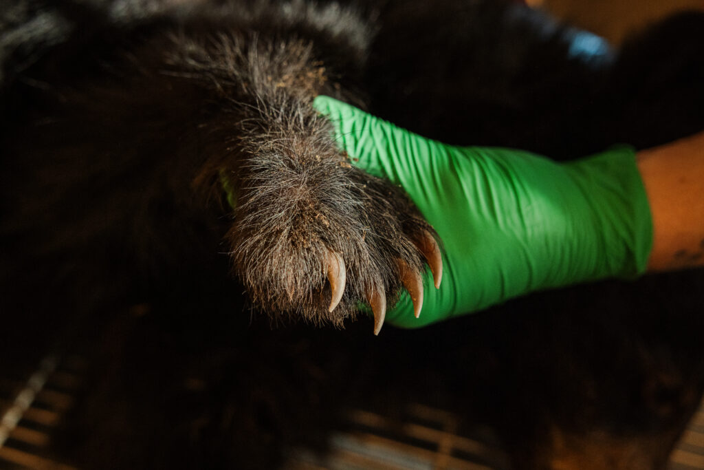 Green-gloved hand holding a bear cub paw