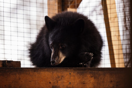 An orphaned black bear cub favours her injured front leg at a rehabilitation centre in Smithers, B.C.