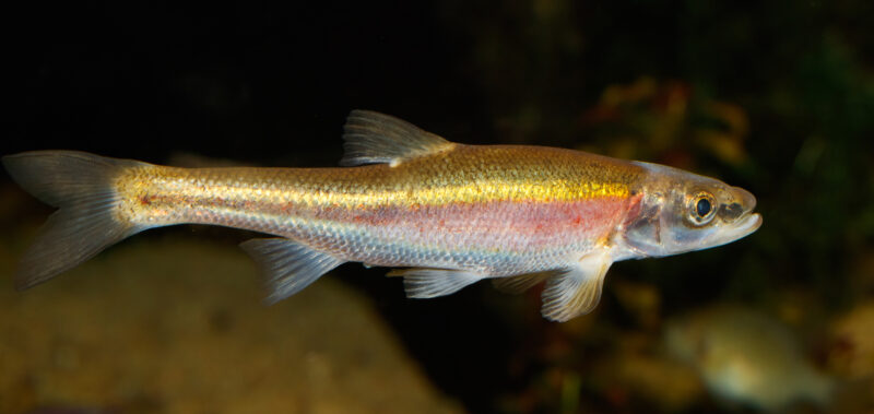 The redside dace was once plentiful around Lake Ontario but is quickly disappearing. The Ford government wants to halve the time spent waiting for the minnow to reappear in some waterways, and limit the streams set aside for its recovery