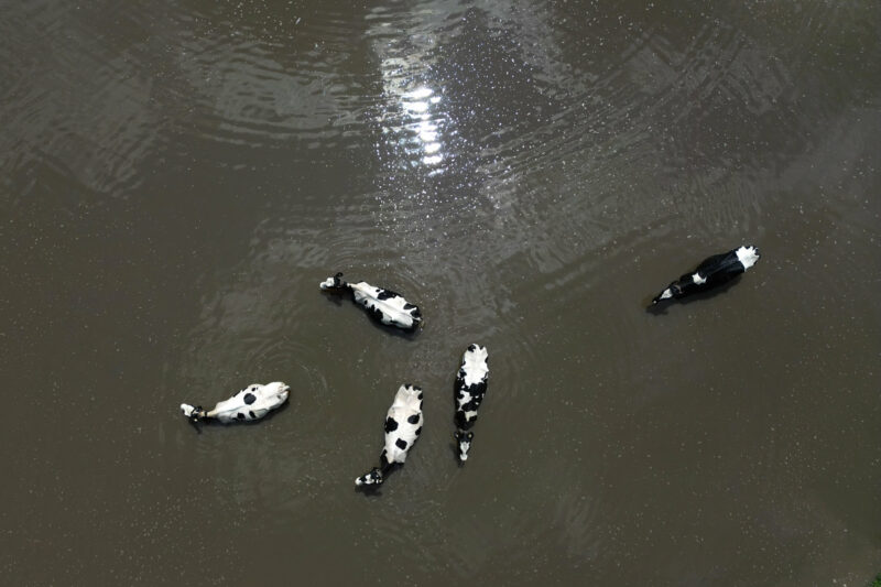 Cows cool off in a pond on a farm in the Ontario Greenbelt near Guelph, Ont., on Monday, July 10, 2023.