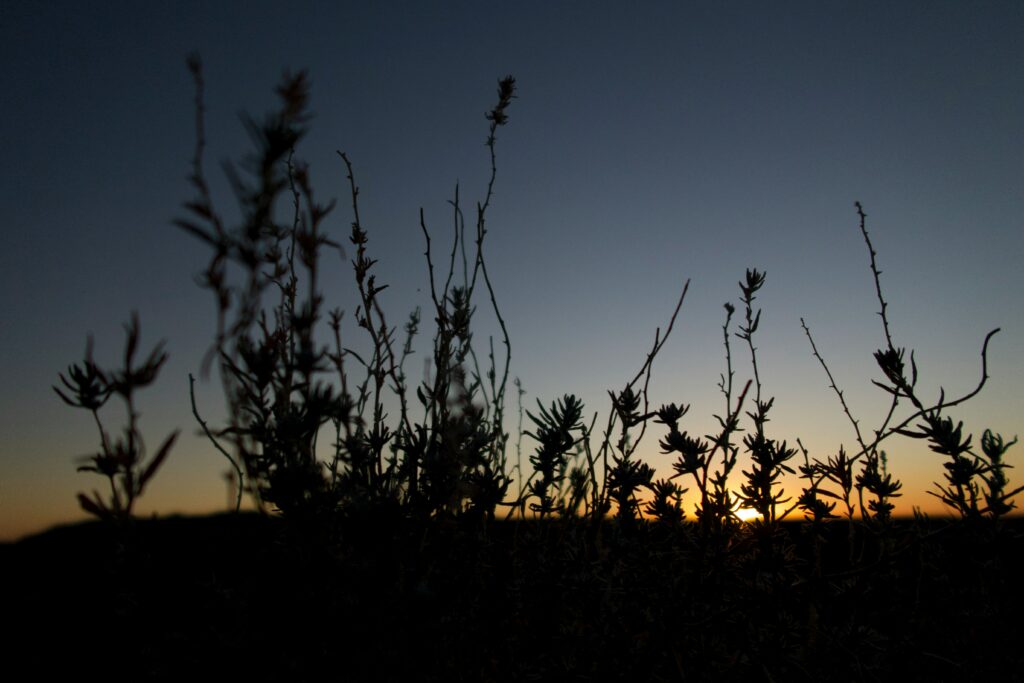 Silhouetter of closeup plants with sunset in the background in Alberta badlands