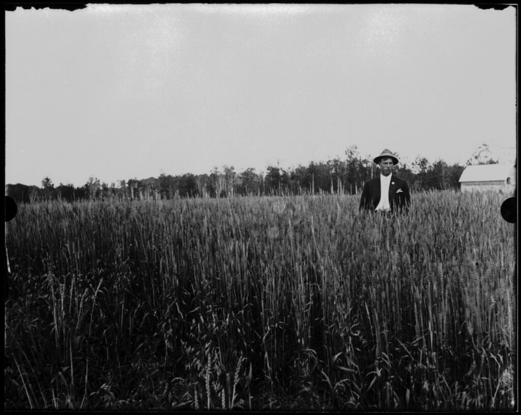 Billy Beal: A man in a suit and hat stands in a field of Marquis wheat in the Big Woody district of Swan River, Manitoba in 1915.
