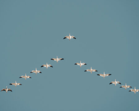 Bird renaming: a V-shaped formation of Ross's geese, seen from below against a cloudless sky