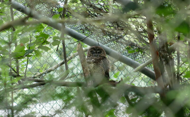 A spotted owl sitting on a branch in an enclosure with foliage around it